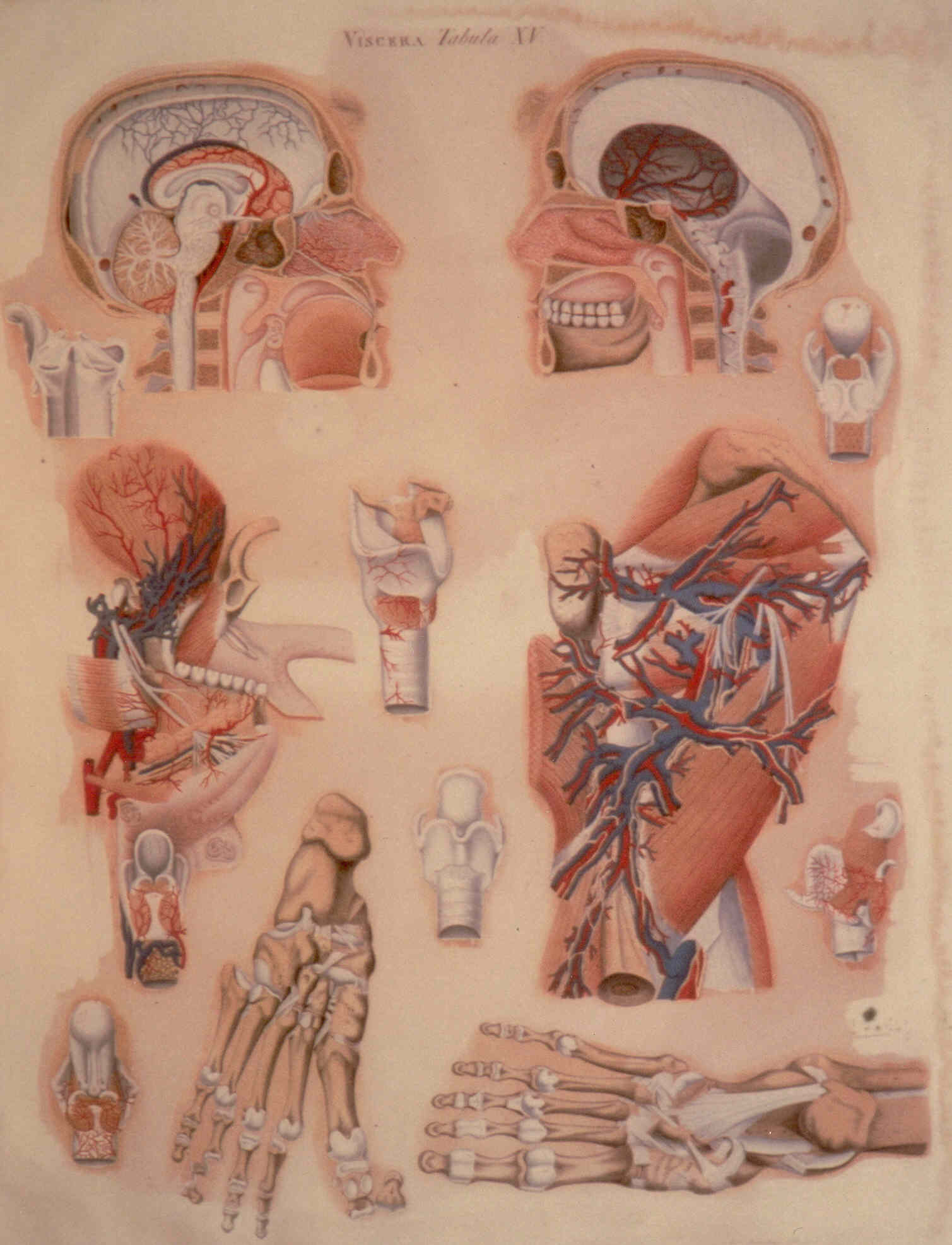 Soggetto anatomico (stampa colorata a mano) di Mascagni Paolo (attribuito), Serantoni Antonio (attribuito) (XIX)