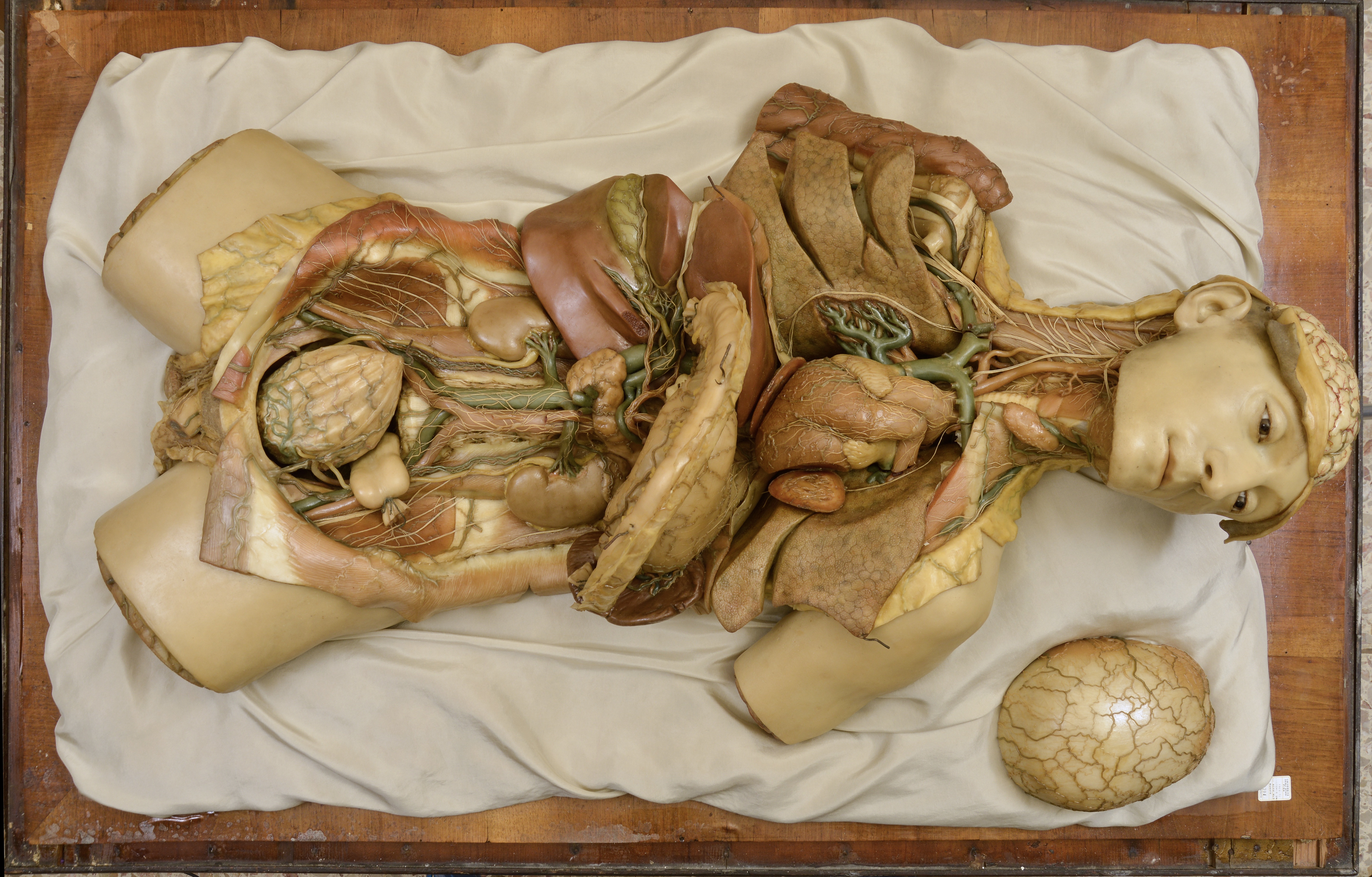 Preparato generale in cera del corpo di un giovane a grandezza naturale, modello di busto anatomico di figura maschile (cera anatomica) - ambito fiorentino (XIX)