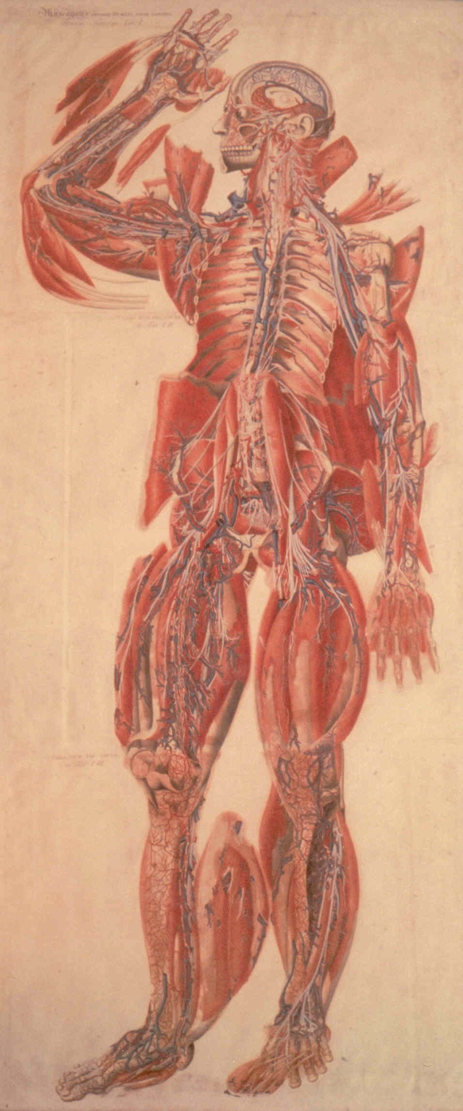Soggetto anatomico (stampa composita colorata a mano) di Mascagni Paolo (attribuito), Serantoni Antonio (attribuito) (XIX)