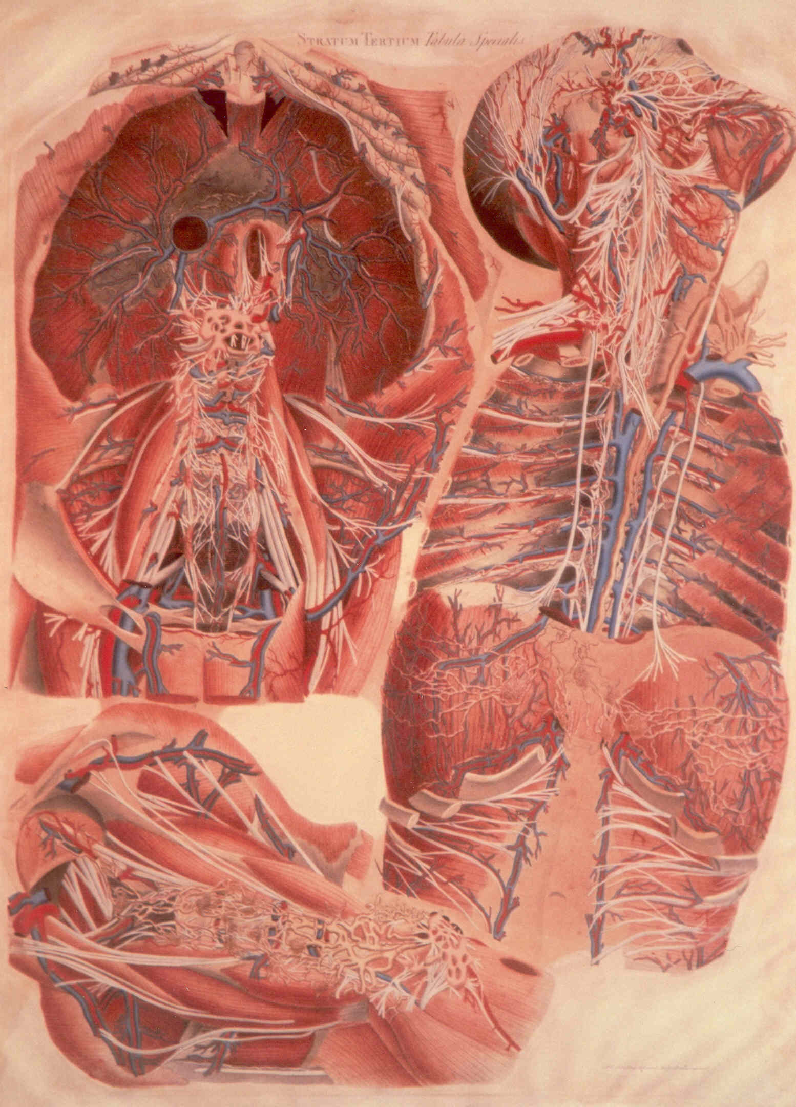 Stratum Tertium, soggetto anatomico (stampa colorata a mano) di Mascagni Paolo (attribuito), Serantoni Antonio (attribuito) (XIX)