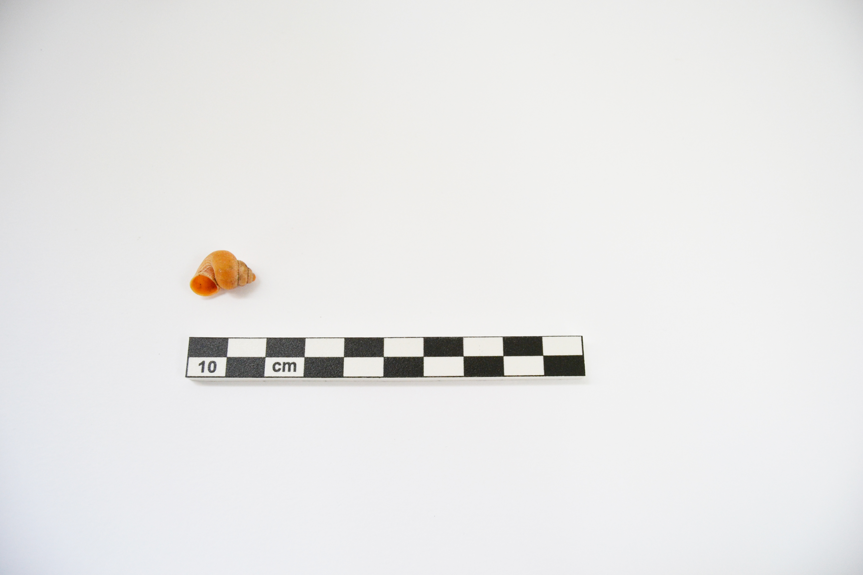 Fischietto, giocattolo, strumenti e accessori/ ludici
