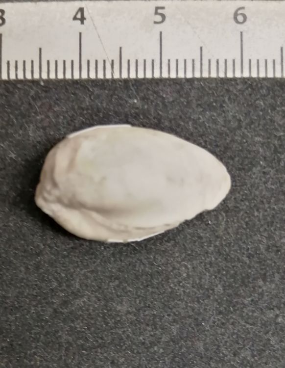 fossile (mollusco bivalve)