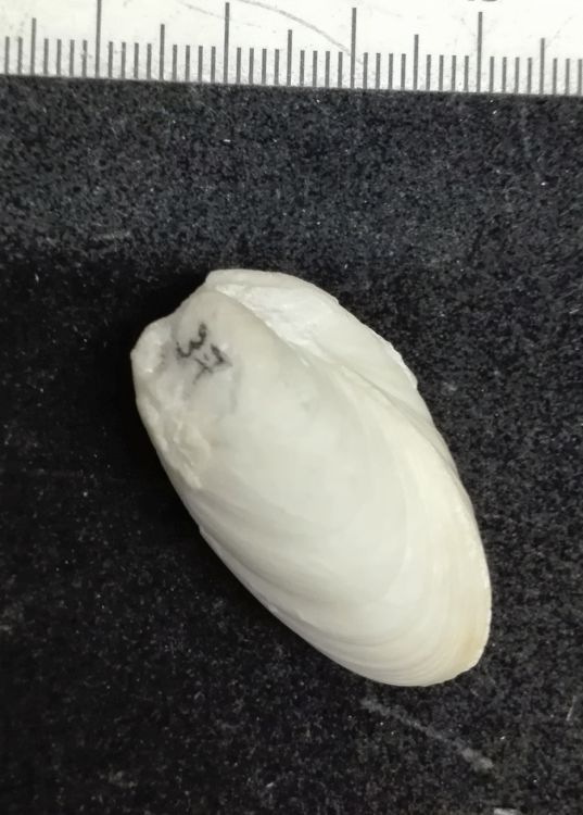 fossile (mollusco bivalve)