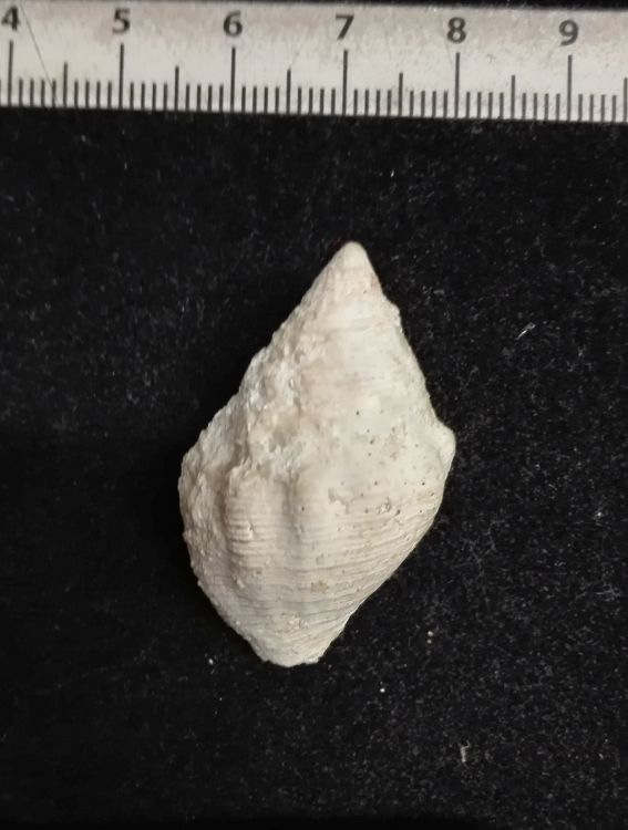 fossile (mollusco gasteropode)