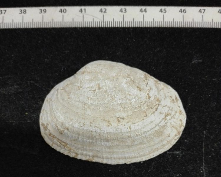fossile (mollusco bivalve, esemplare)