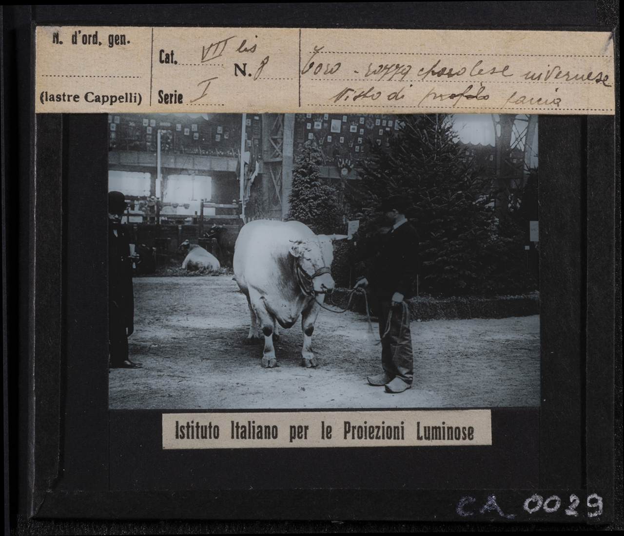 Fiere agricole - Esposizioni - Bestiame (positivo) di Istituto Italiano per le Proiezioni Luminose (XX)