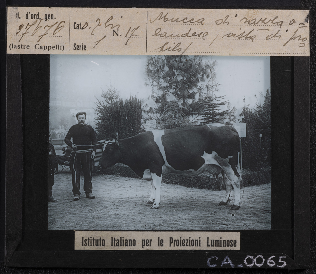 Fiere agricole - Esposizioni - Mercati - Bestiame (positivo) di Istituto Italiano per le Proiezioni Luminose (XX)