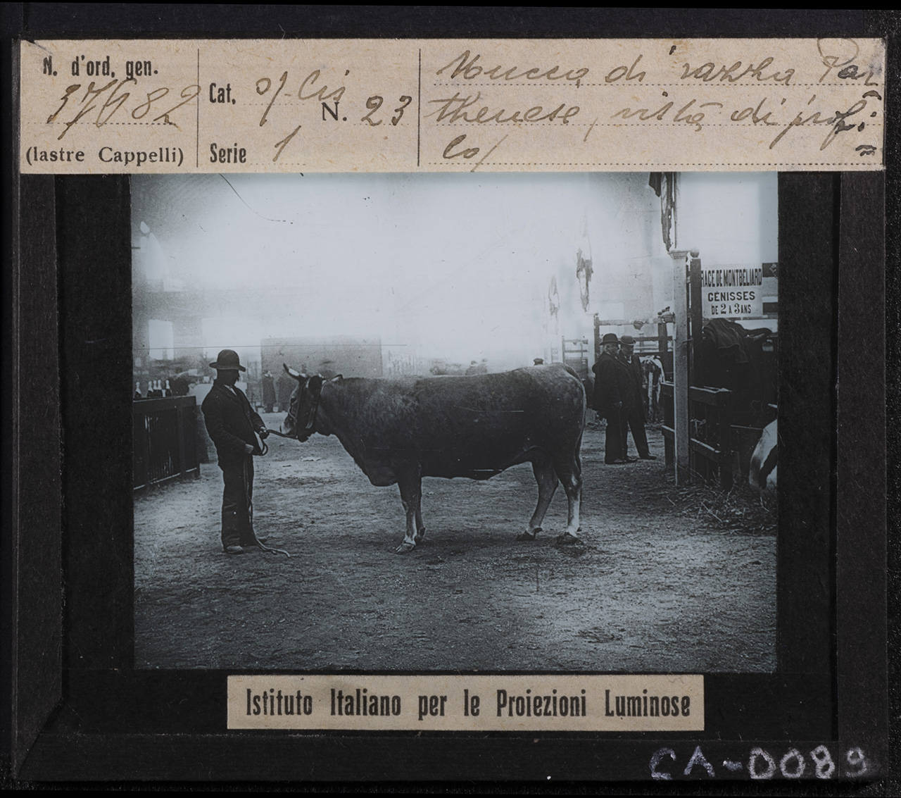 Fiere agricole - Esposizioni - Mercati - Bestiame (positivo) di Istituto Italiano per le Proiezioni Luminose (XX)