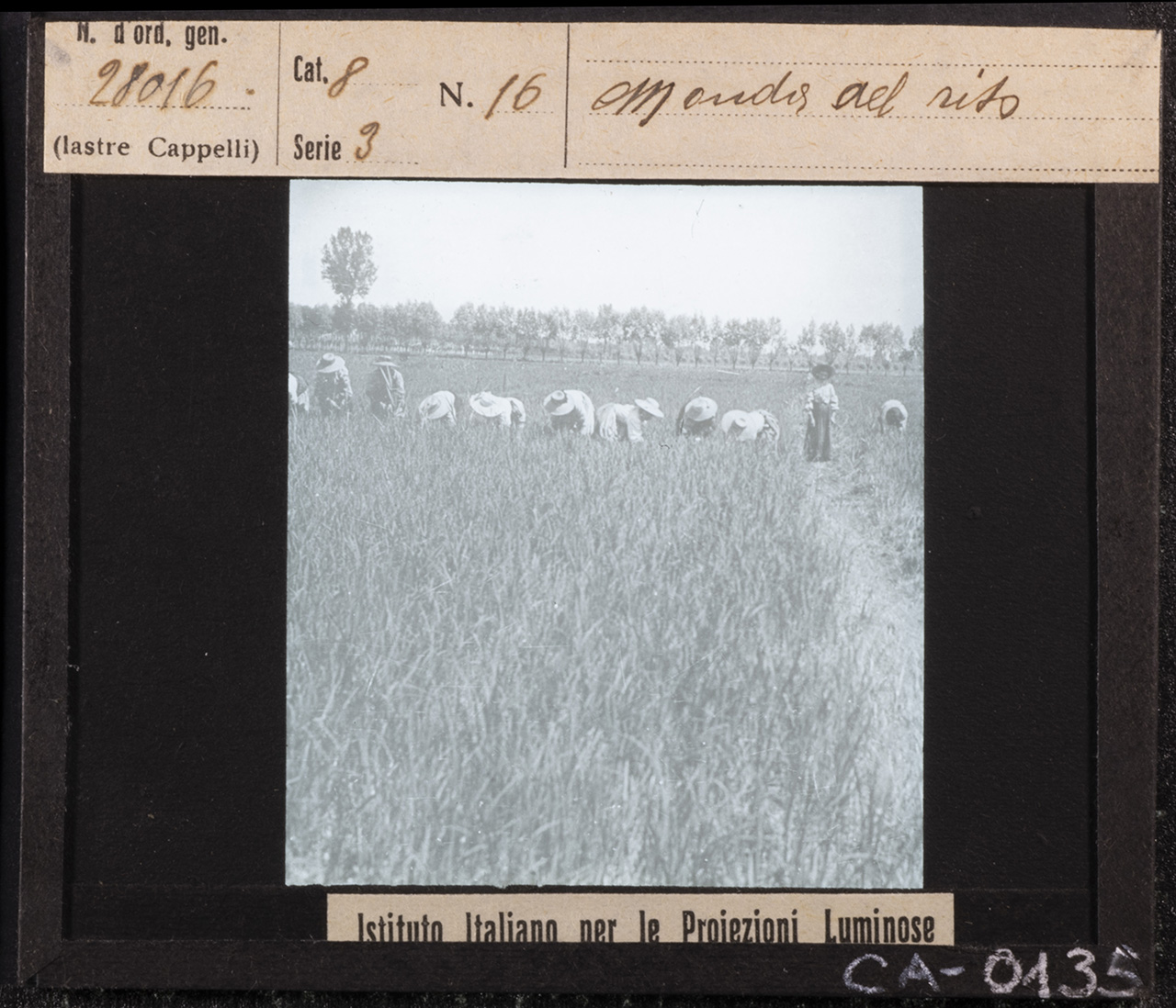 Agricoltura - Terreni agrari - Risaie - Lavoro agricolo (positivo) di Istituto Italiano per le Proiezioni Luminose (XX)