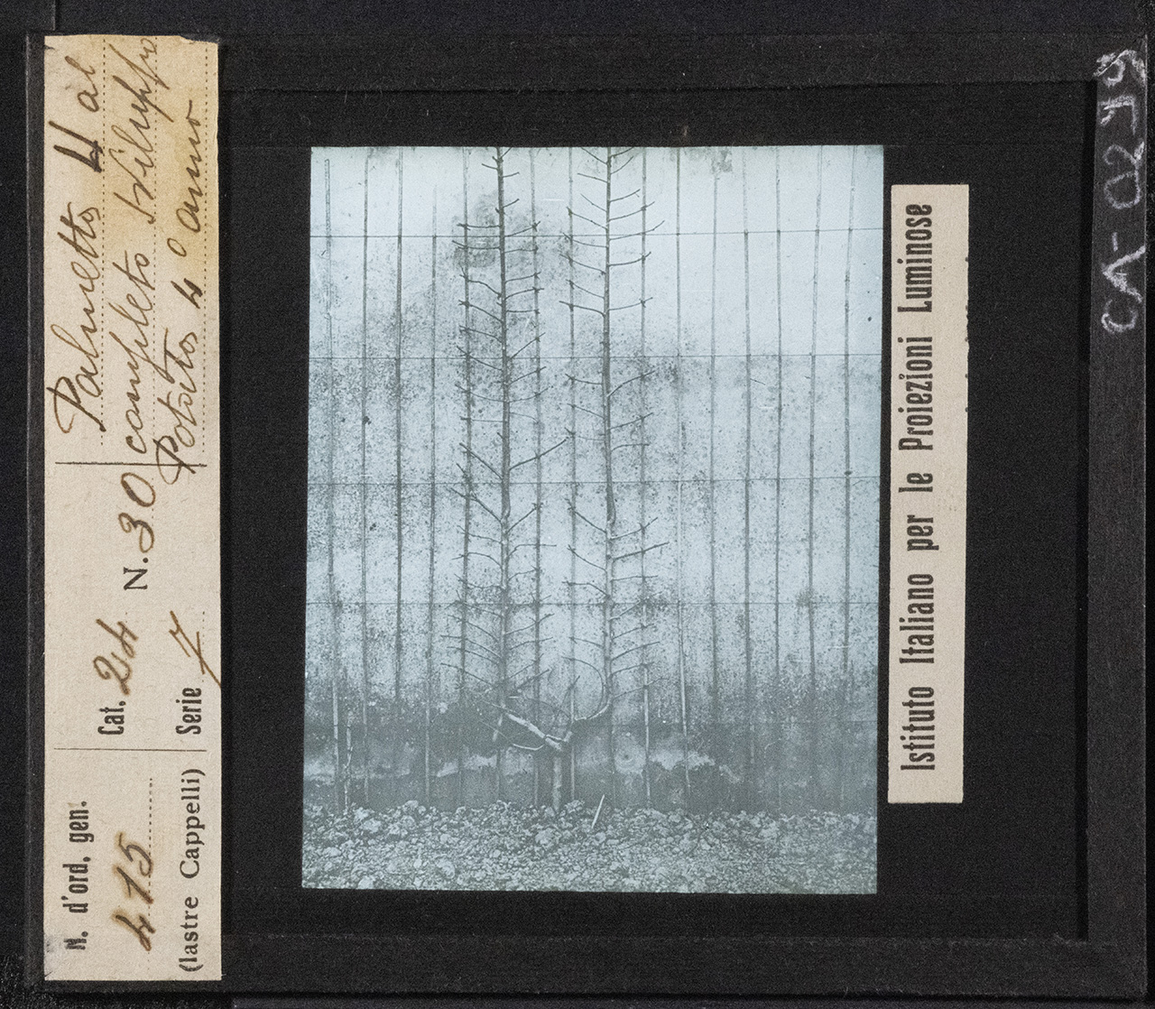 Pesco - Coltivazione (positivo) di Istituto Italiano per le Proiezioni Luminose (prima metà XX)