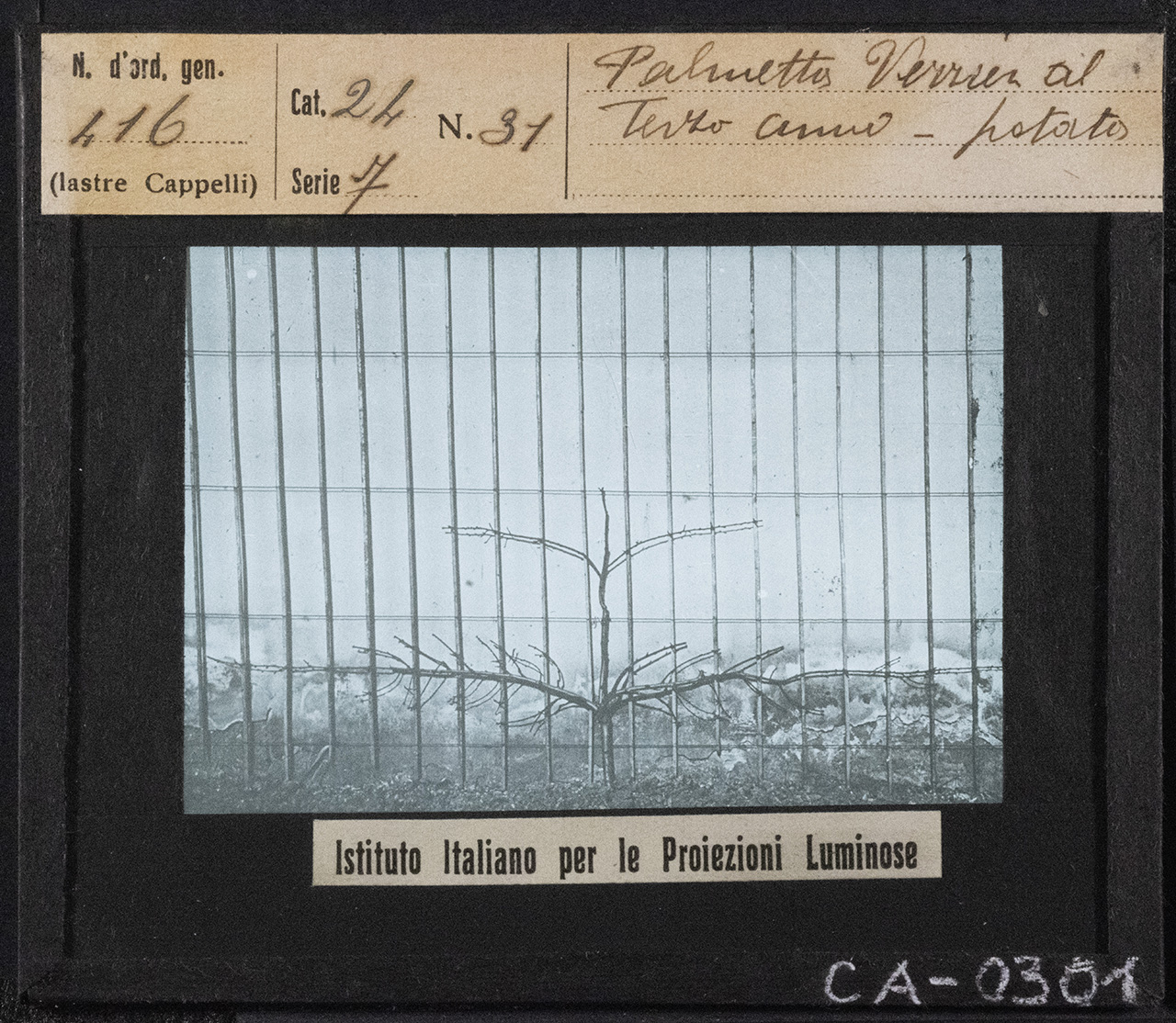 Pesco - Coltivazione (positivo) di Istituto Italiano per le Proiezioni Luminose (prima metà XX)