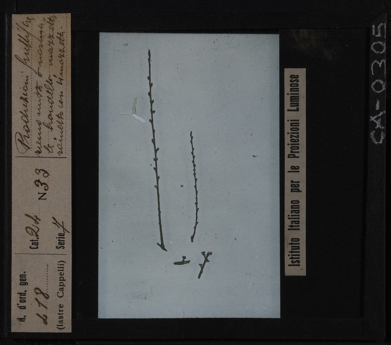 Pesco - Coltivazione (positivo) di Istituto Italiano per le Proiezioni Luminose (prima metà XX)