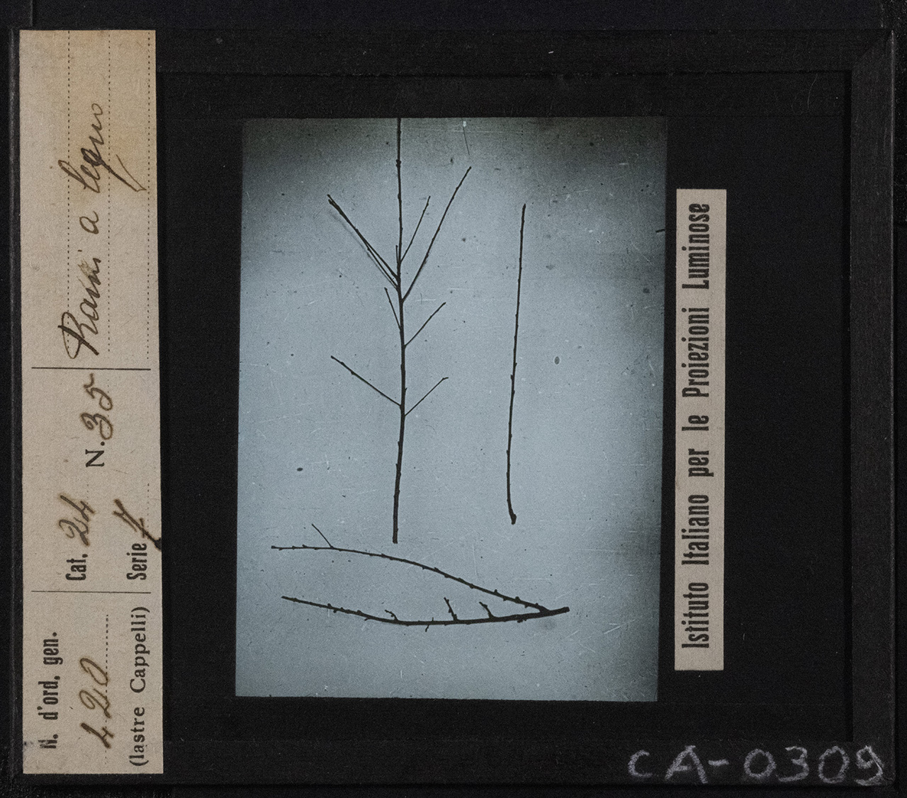 Pesco - Coltivazione (positivo) di Istituto Italiano per le Proiezioni Luminose (prima metà XX)