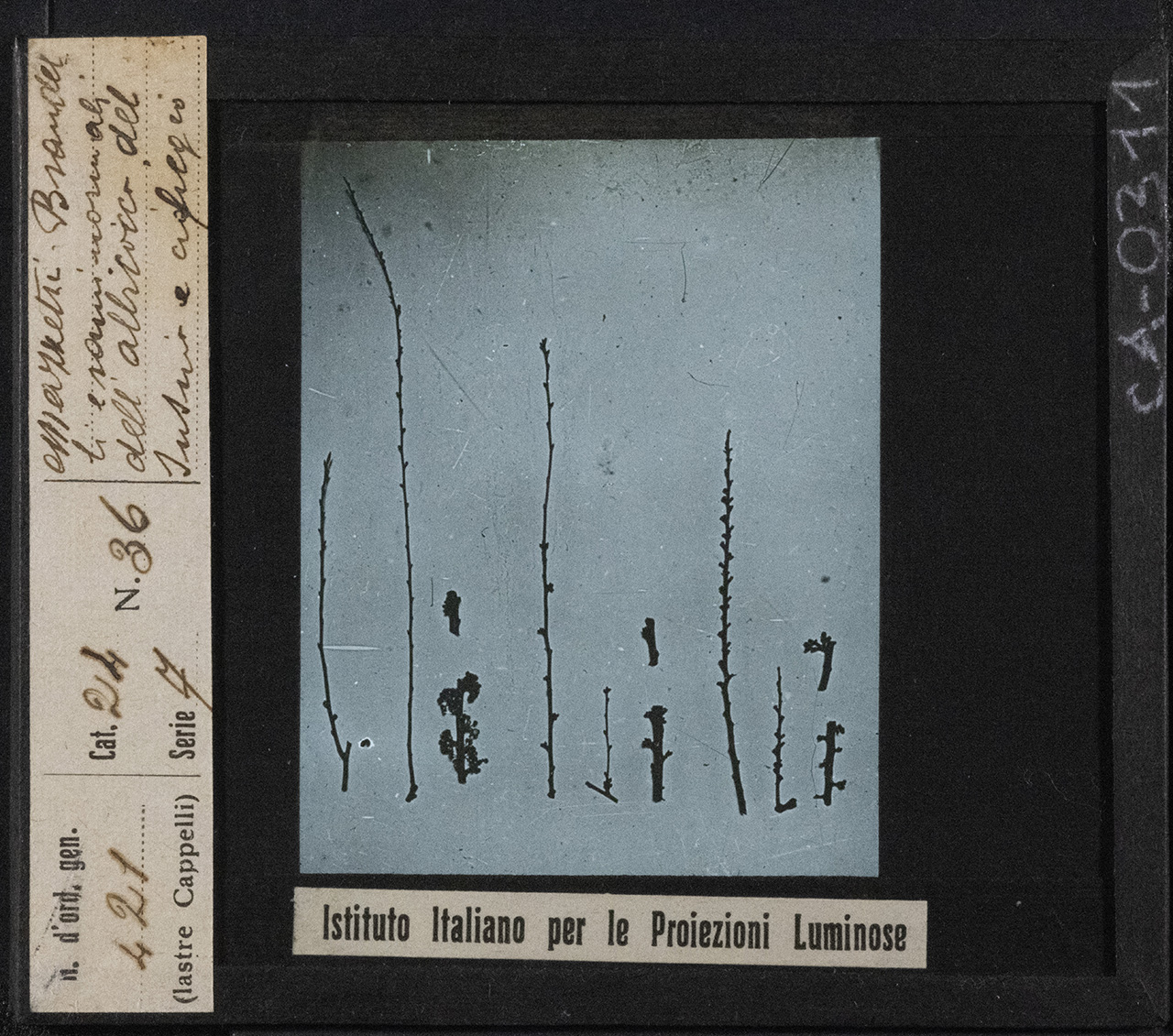 Pesco - Coltivazione (positivo) di Istituto Italiano per le Proiezioni Luminose (prima metà XX)