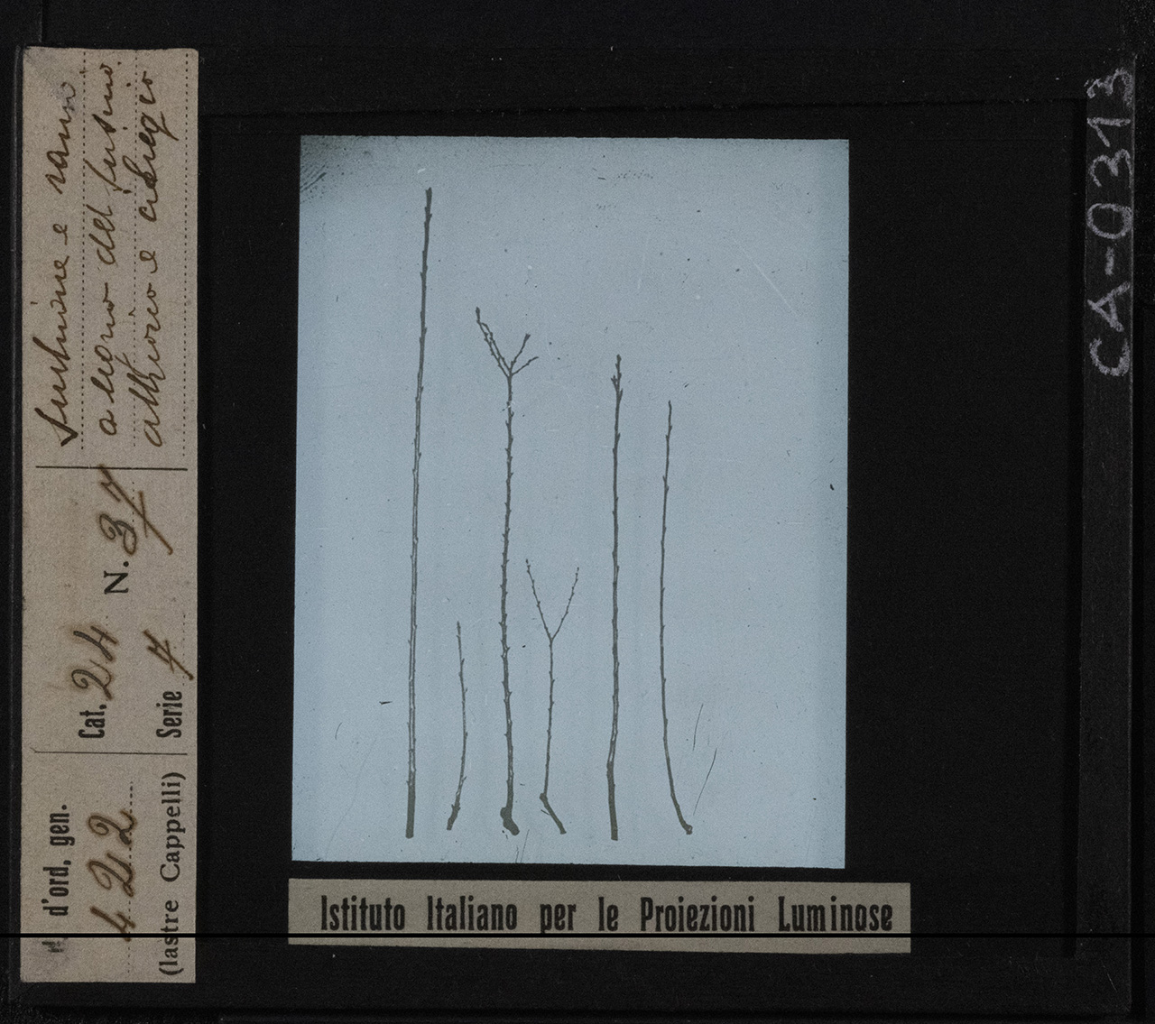 Pesco - Coltivazione (positivo) di Istituto Italiano per le Proiezioni Luminose (prima metà XX)