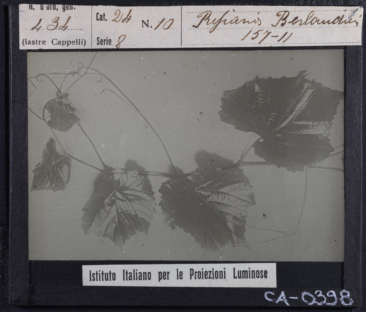 Agricoltura - Frutticoltura - Viticoltura - Parassiti - Fillossere (positivo) di Istituto Italiano per le Proiezioni Luminose (prima metà XX)