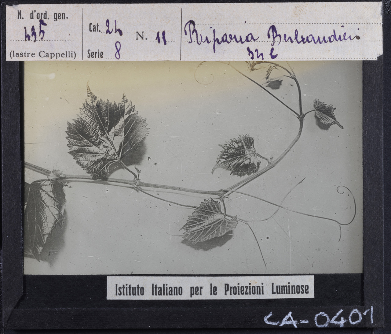 Agricoltura - Frutticoltura - Viticoltura - Parassiti - Fillossere (positivo) di Istituto Italiano per le Proiezioni Luminose (prima metà XX)