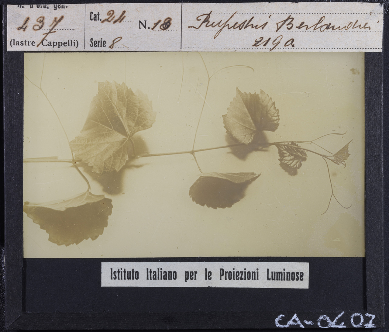 Agricoltura - Frutticoltura - Viticoltura - Parassiti - Fillossere (positivo) di Istituto Italiano per le Proiezioni Luminose (prima metà XX)