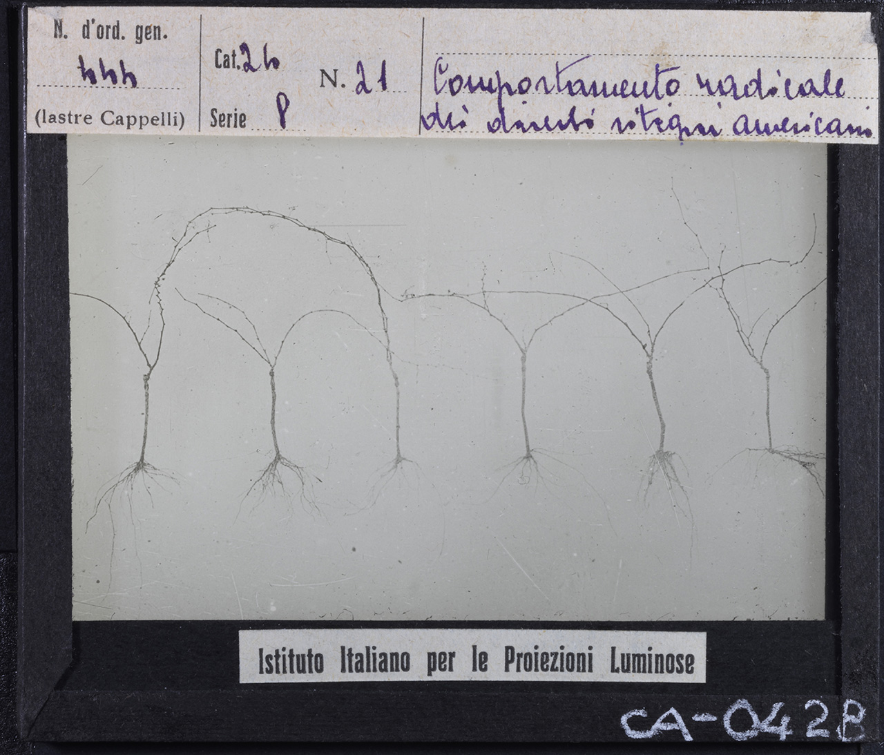 Piante - Vitacee - Viti portainnesto - Varietà coltivate - Radici (positivo) di Istituto Italiano per le Proiezioni Luminose (prima metà XX)