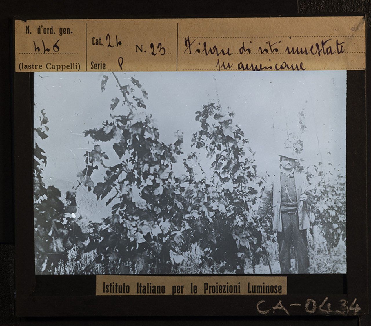 Persone - Agricoltori - Viticoltori (positivo) di Istituto Italiano per le Proiezioni Luminose (prima metà XX)