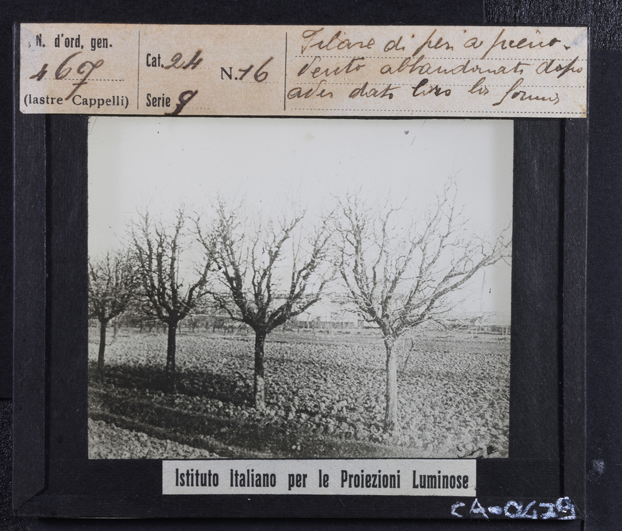 Agricoltura - Frutticoltura - Alberi da frutto - Peri (positivo) di Istituto Italiano per le Proiezioni Luminose (prima metà XX)