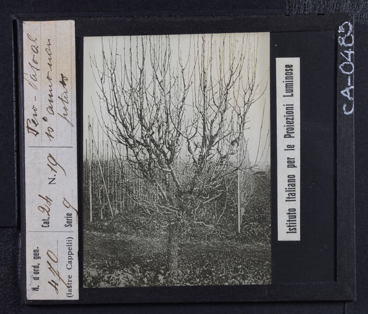 Agricoltura - Frutticoltura - Alberi da frutto - Peri (positivo) di Istituto Italiano per le Proiezioni Luminose (prima metà XX)
