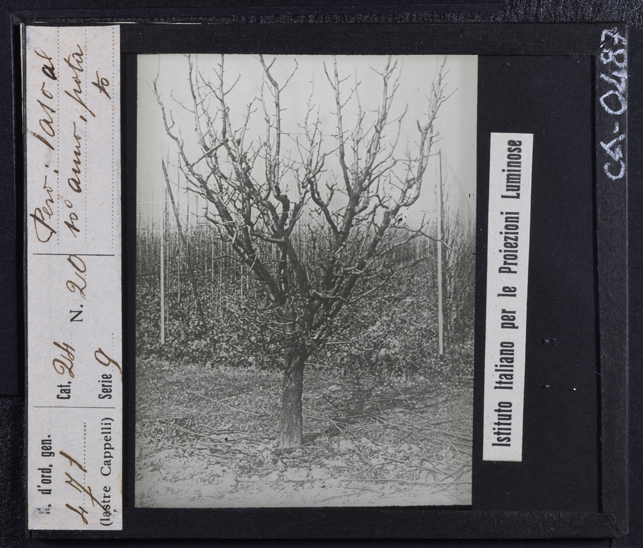 Agricoltura - Frutticoltura - Alberi da frutto - Peri (positivo) di Istituto Italiano per le Proiezioni Luminose (prima metà XX)