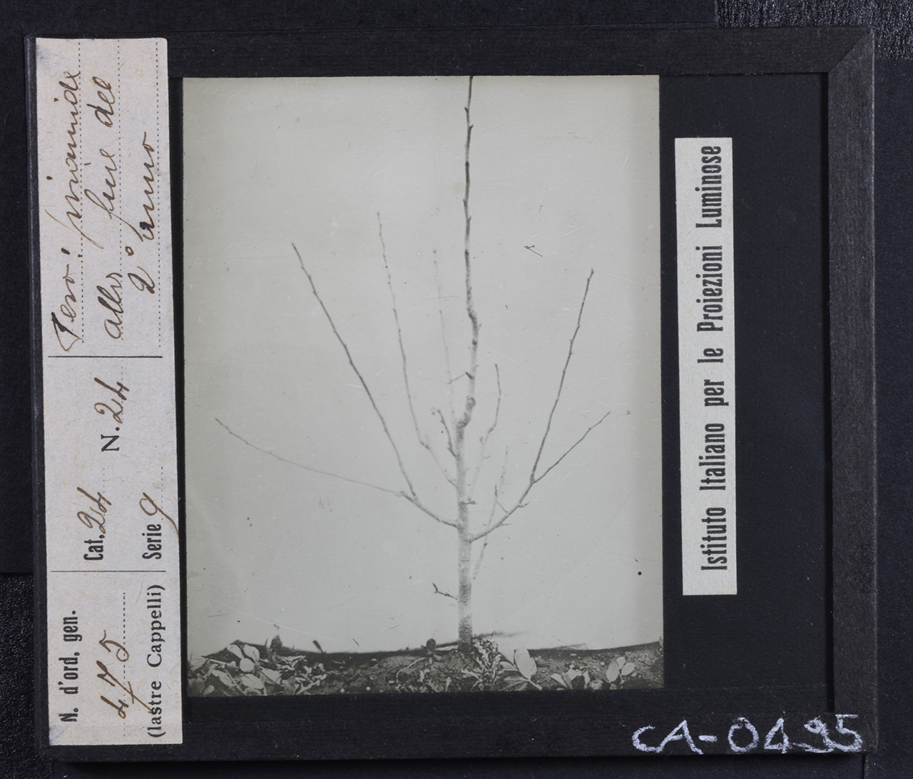 Agricoltura - Frutticoltura - Alberi da frutto - Peri (positivo) di Istituto Italiano per le Proiezioni Luminose (prima metà XX)