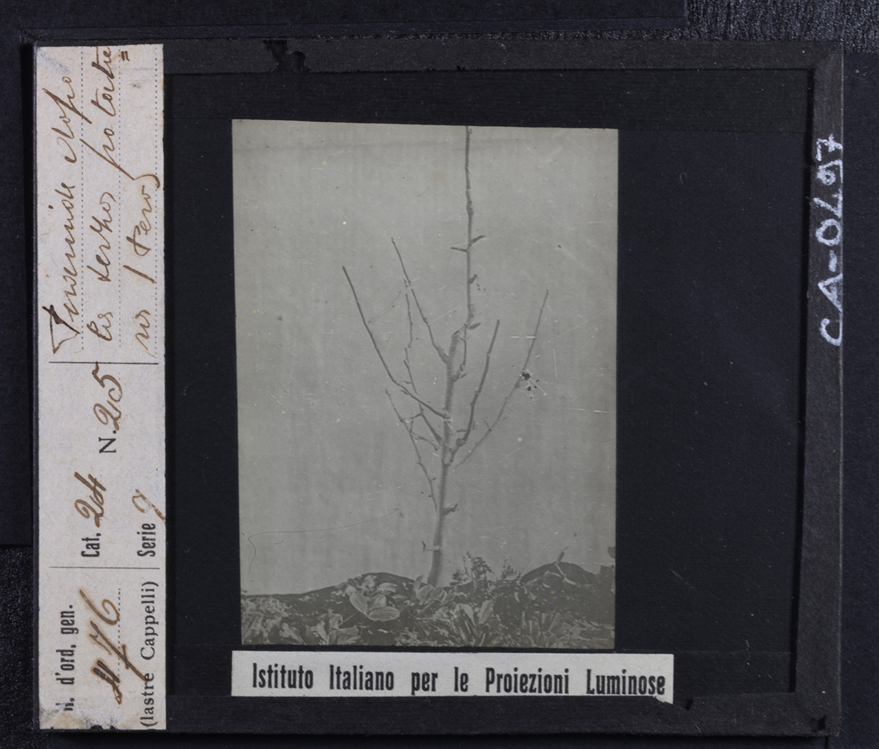 Agricoltura - Frutticoltura - Alberi da frutto - Peri (positivo) di Istituto Italiano per le Proiezioni Luminose (prima metà XX)