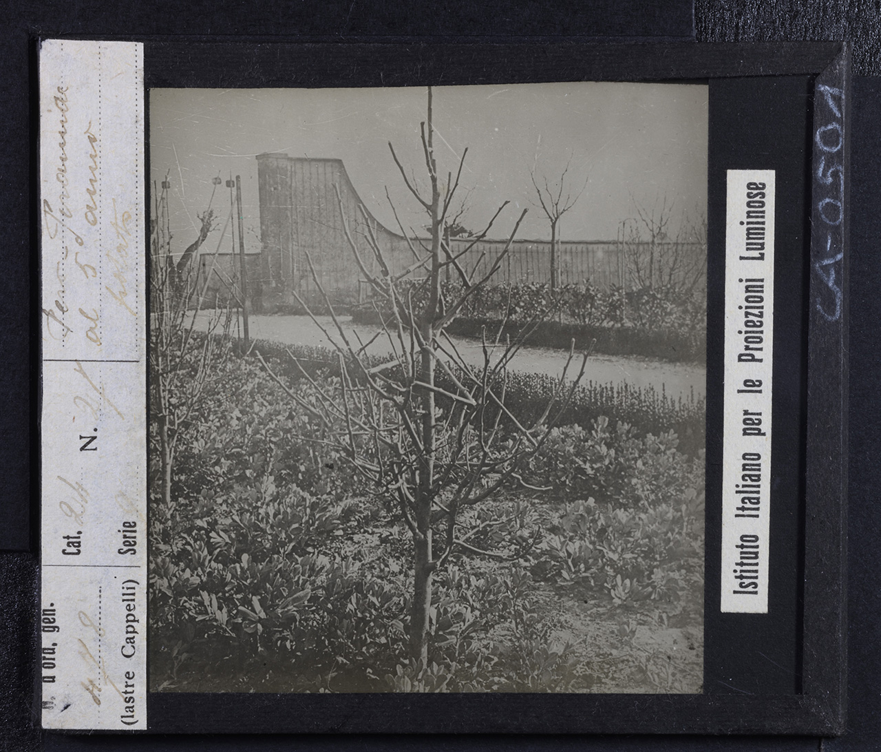 Agricoltura - Frutticoltura - Alberi da frutto - Peri (positivo) di Istituto Italiano per le Proiezioni Luminose (prima metà XX)