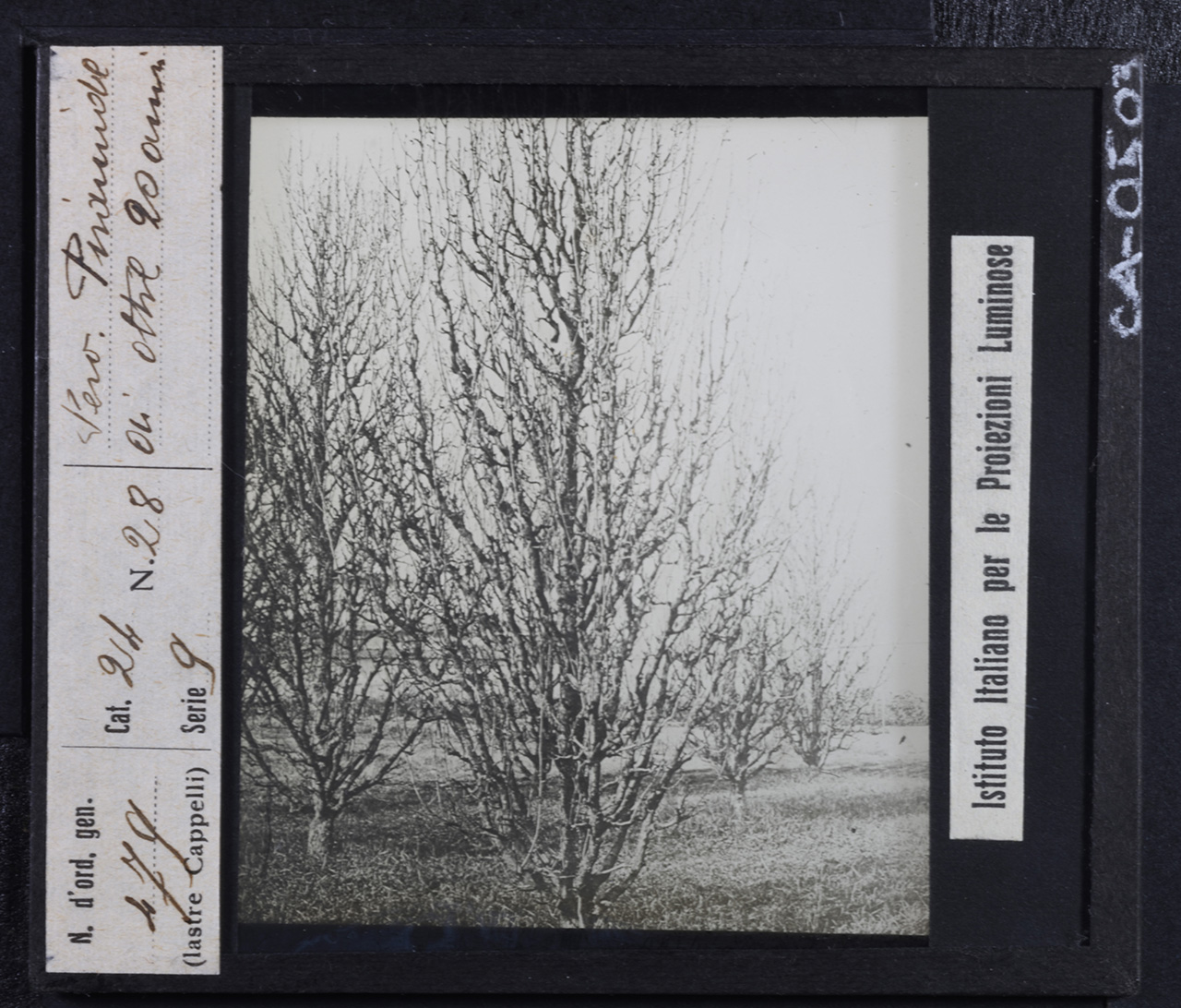 Agricoltura - Frutticoltura - Alberi da frutto - Peri (positivo) di Istituto Italiano per le Proiezioni Luminose (prima metà XX)