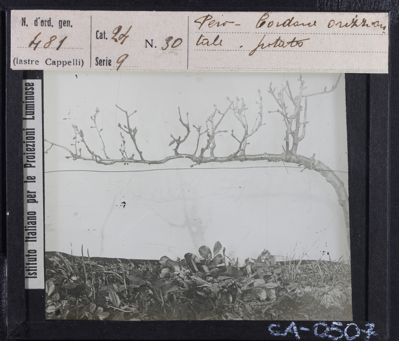 Agricoltura - Frutticoltura - Alberi da frutto - Peri (positivo) di Istituto Italiano per le Proiezioni Luminose (prima metà XX)