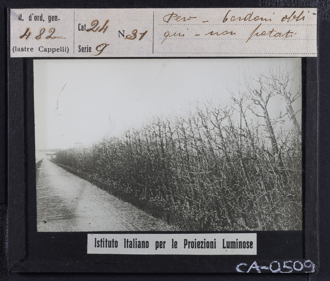Agricoltura - Frutticoltura - Alberi da frutto - Peri (positivo) di Istituto Italiano per le Proiezioni Luminose (prima metà XX)
