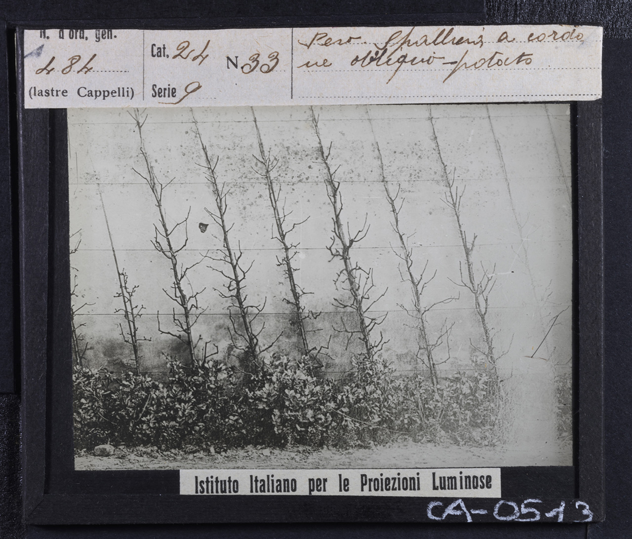 Agricoltura - Frutticoltura - Alberi da frutto - Peri - Potatura (positivo) di Istituto Italiano per le Proiezioni Luminose (prima metà XX)