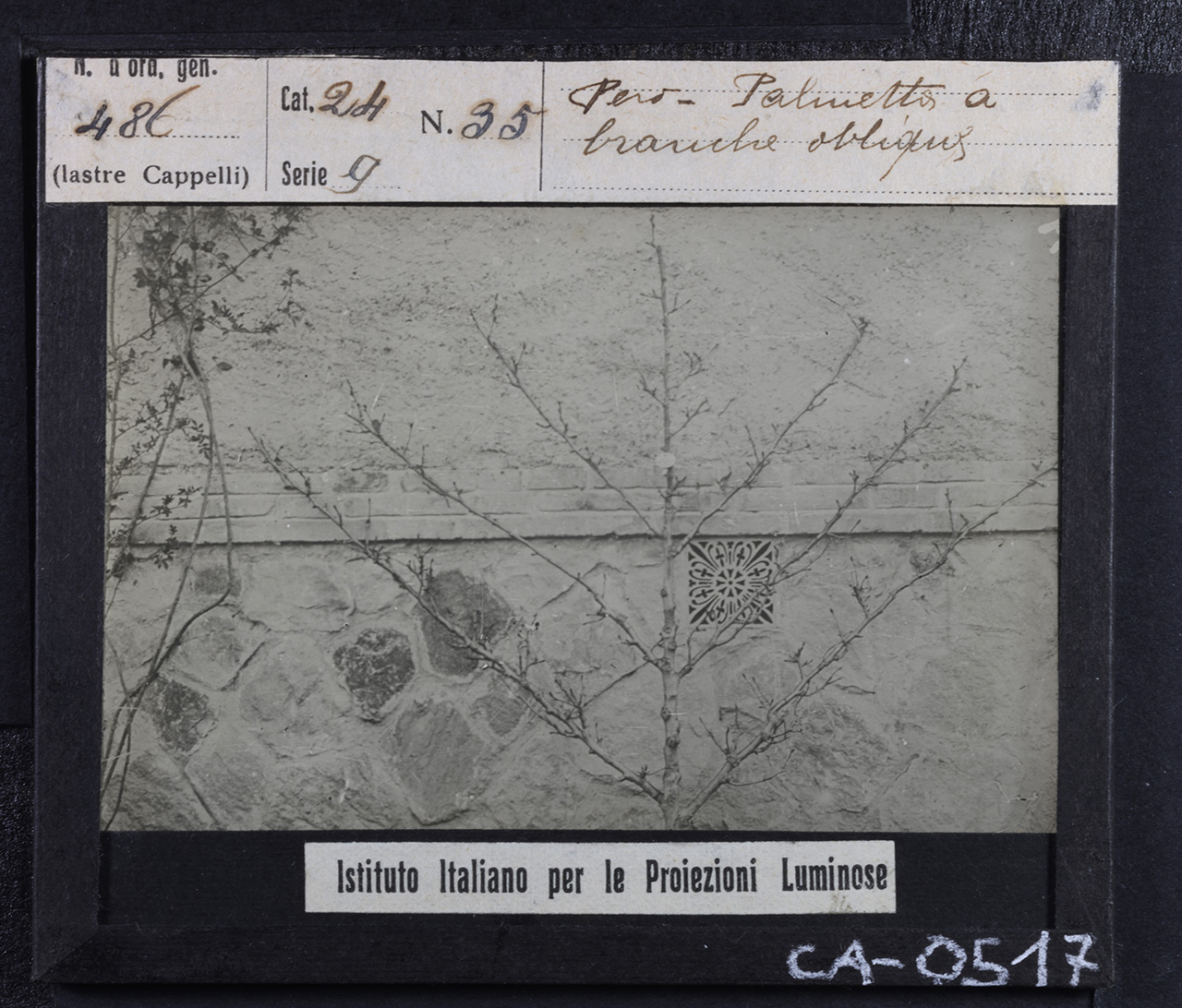 Agricoltura - Frutticoltura - Alberi da frutto - Peri (positivo) di Istituto Italiano per le Proiezioni Luminose (prima metà XX)