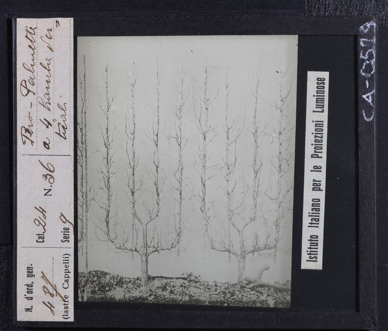 Agricoltura - Frutticoltura - Alberi da frutto - Peri (positivo) di Istituto Italiano per le Proiezioni Luminose (prima metà XX)