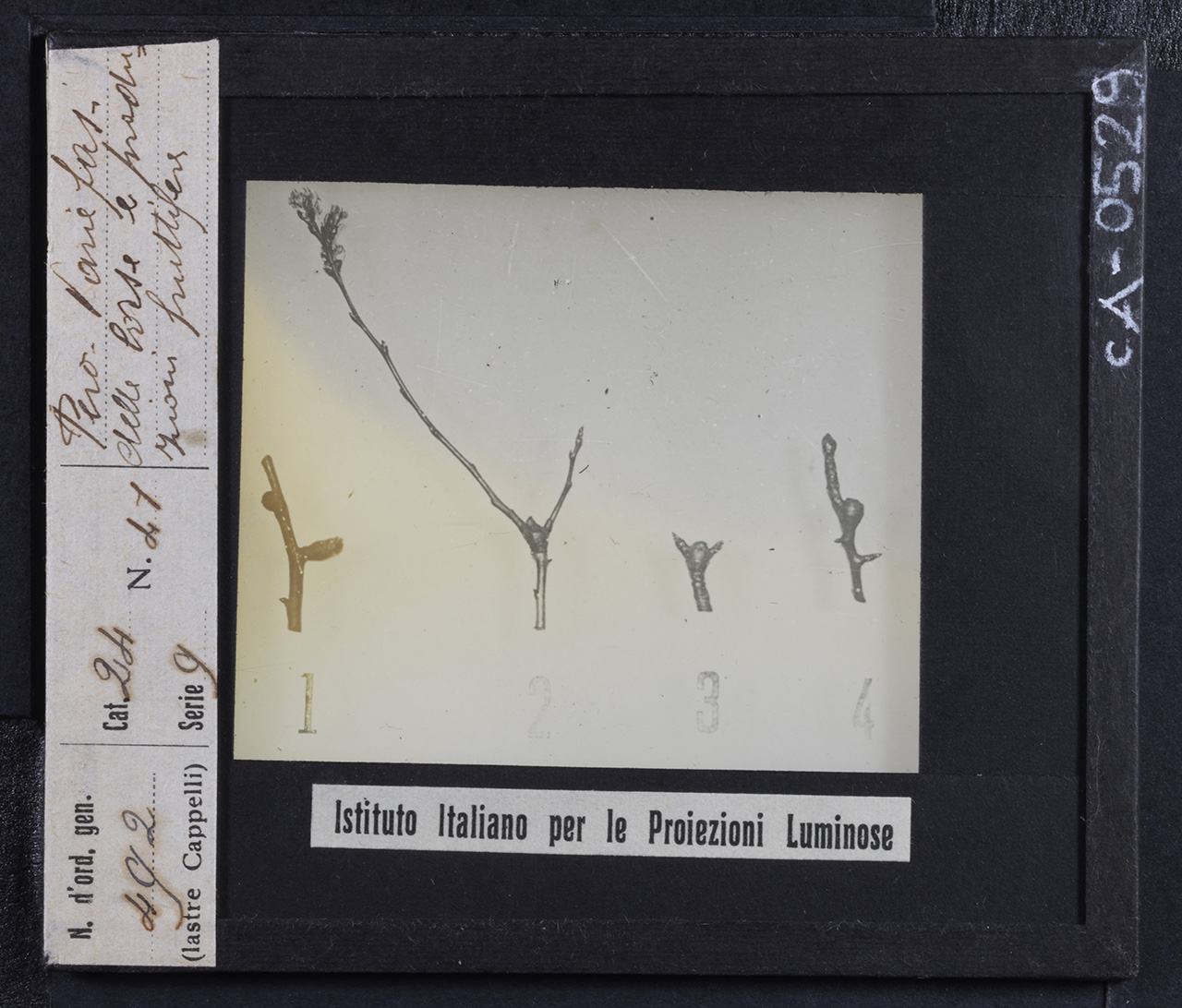 Piante - Fusti – Rami (positivo) di Istituto Italiano per le Proiezioni Luminose (prima metà XX)