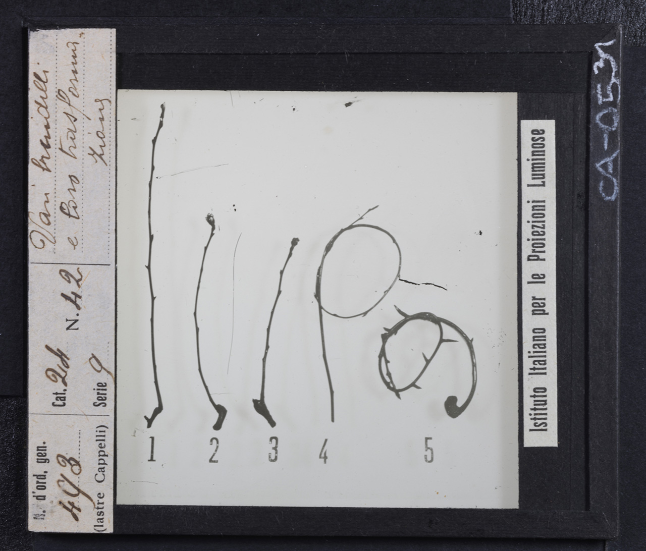 Piante - Fusti - Rami (positivo) di Istituto Italiano per le Proiezioni Luminose (prima metà XX)