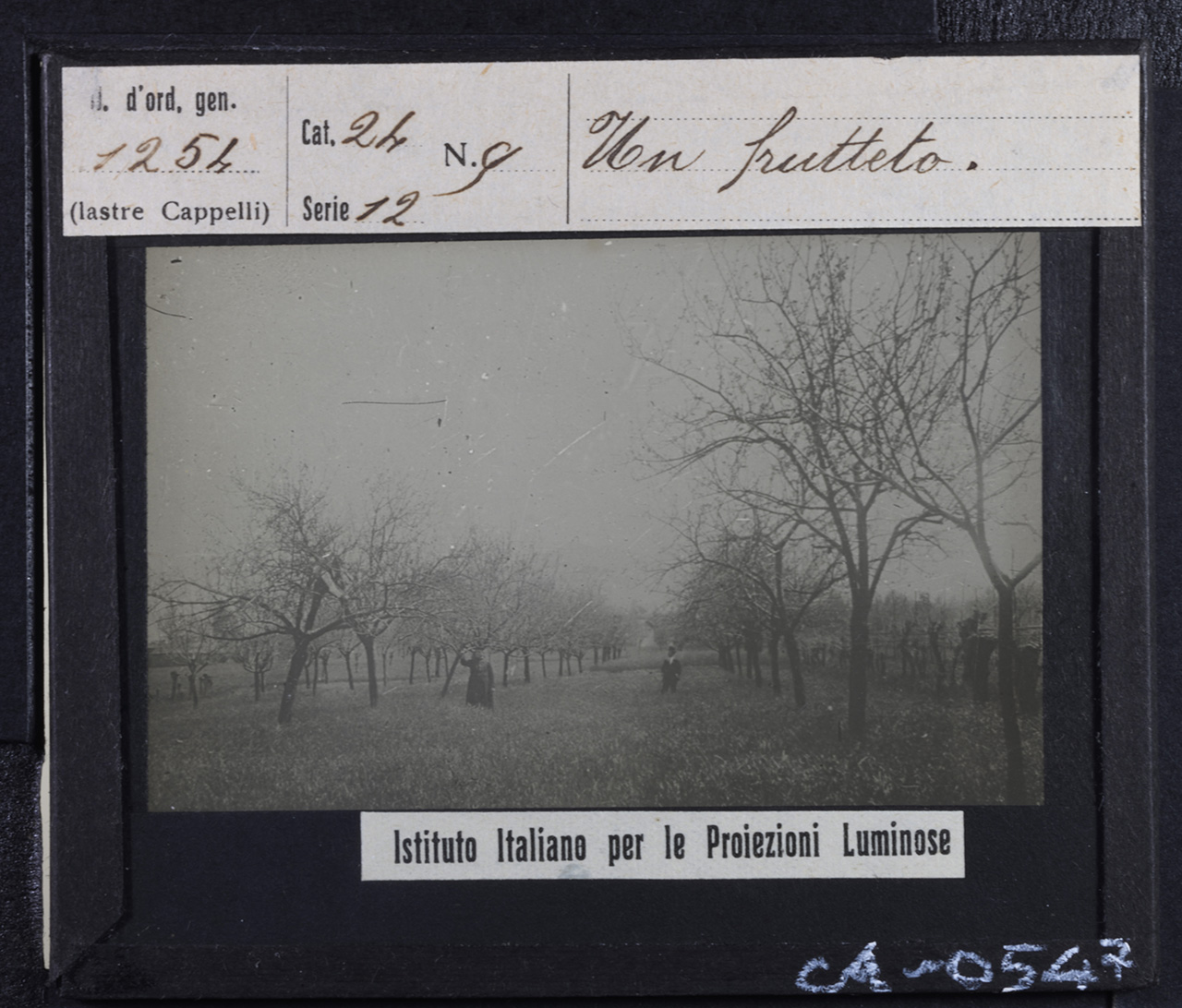 Agricoltura - Frutticoltura - Alberi da frutto - Meli (positivo) di Istituto Italiano per le Proiezioni Luminose (prima metà XX)