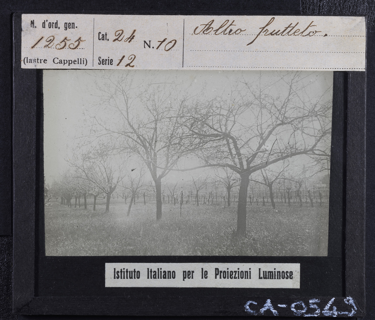 Agricoltura - Frutticoltura - Alberi da frutto - Meli (positivo) di Istituto Italiano per le Proiezioni Luminose (prima metà XX)