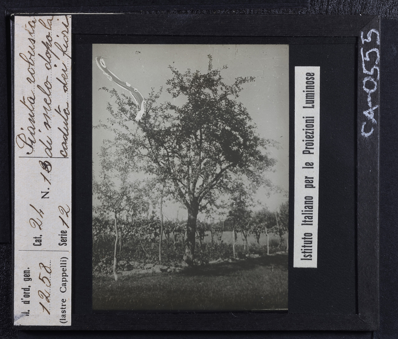 Agricoltura - Frutticoltura - Alberi da frutto - Meli (positivo) di Istituto Italiano per le Proiezioni Luminose (prima metà XX)