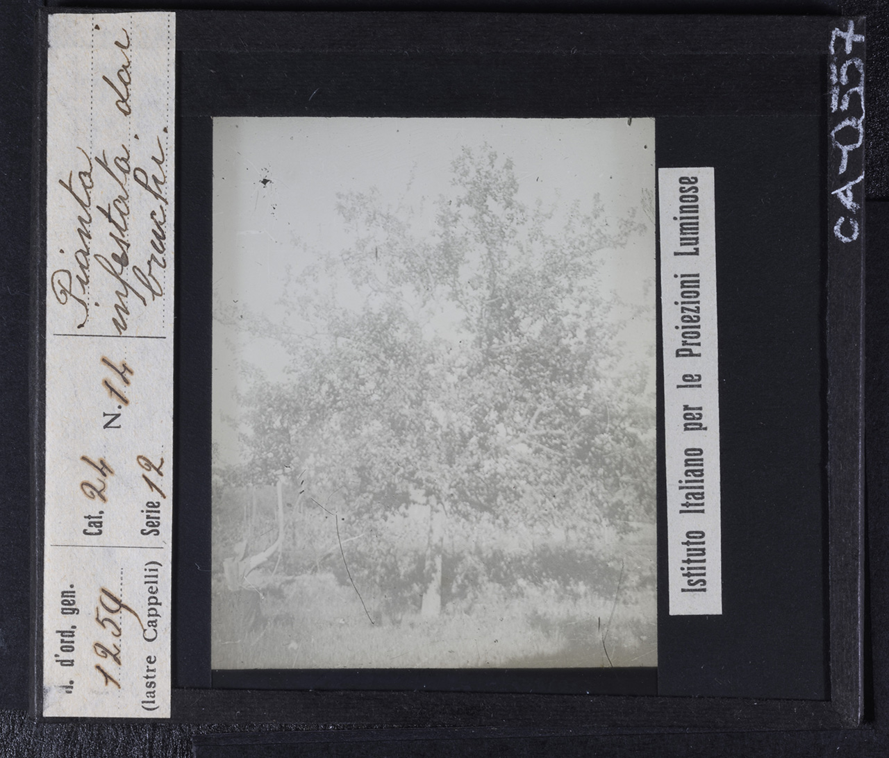 Persone - Agricoltori (positivo) di Istituto Italiano per le Proiezioni Luminose (prima metà XX)