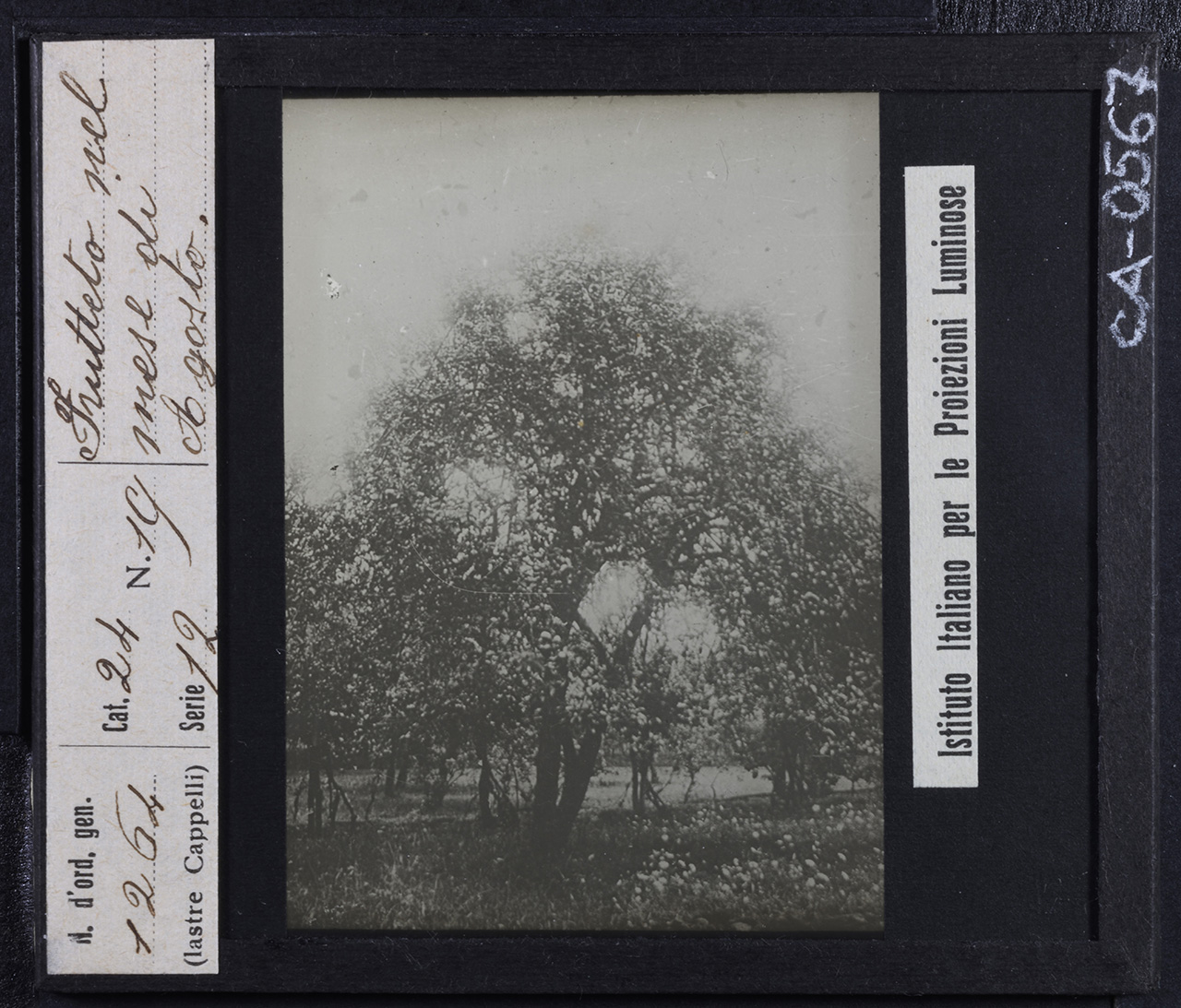 Agricoltura - Frutticoltura - Alberi da frutto - Meli (positivo) di Istituto Italiano per le Proiezioni Luminose (prima metà XX)