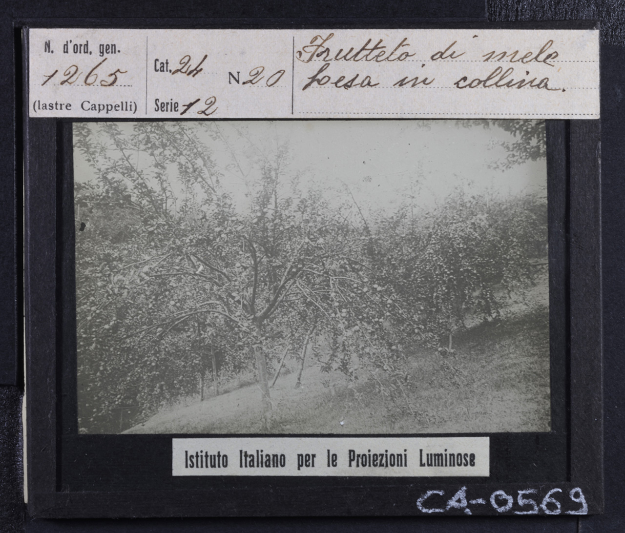 Agricoltura - Frutticoltura - Alberi da frutto - Meli (positivo) di Istituto Italiano per le Proiezioni Luminose (prima metà XX)