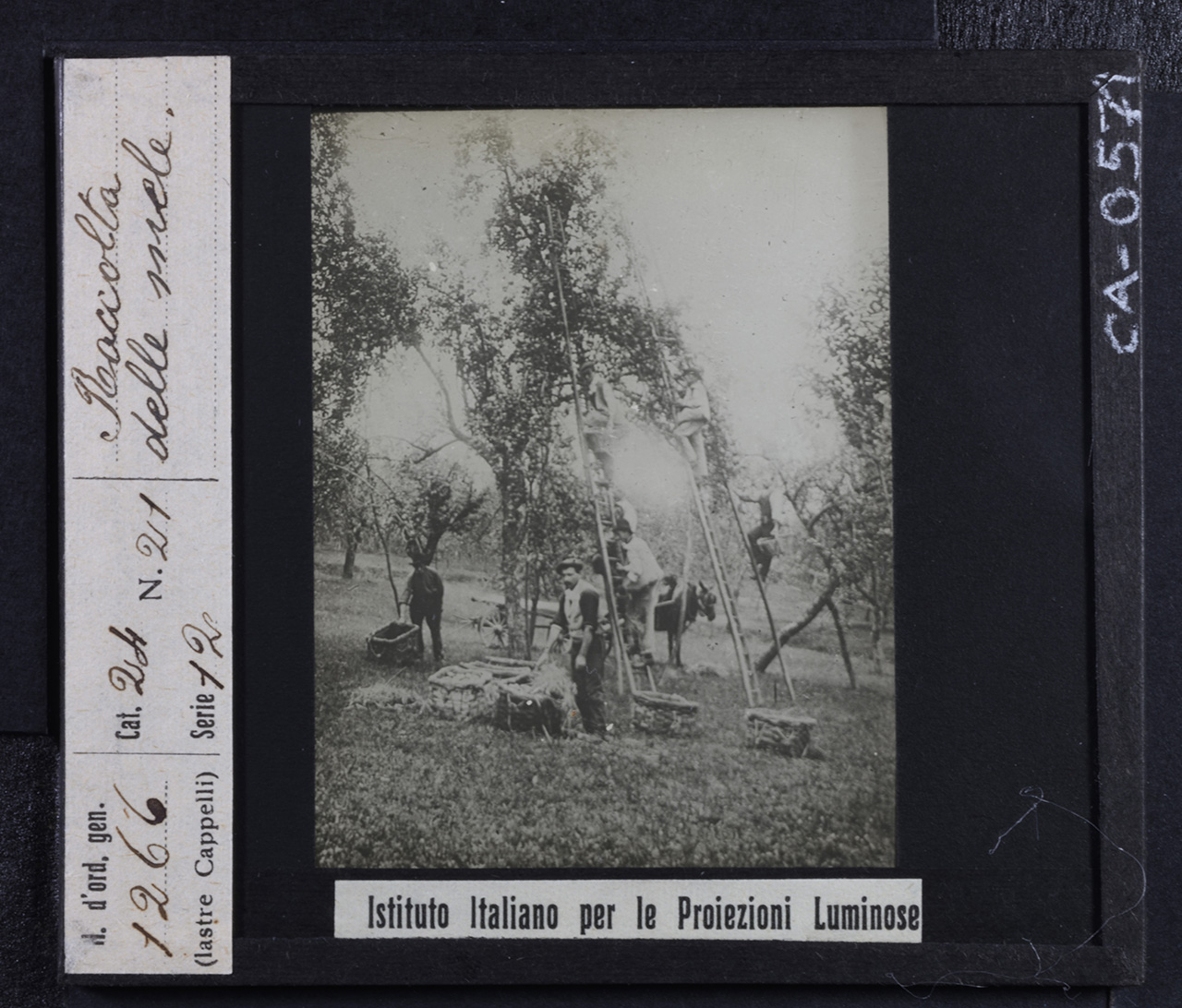 Persone - Agricoltori - Lavoratori agricoli (positivo) di Istituto Italiano per le Proiezioni Luminose (prima metà XX)