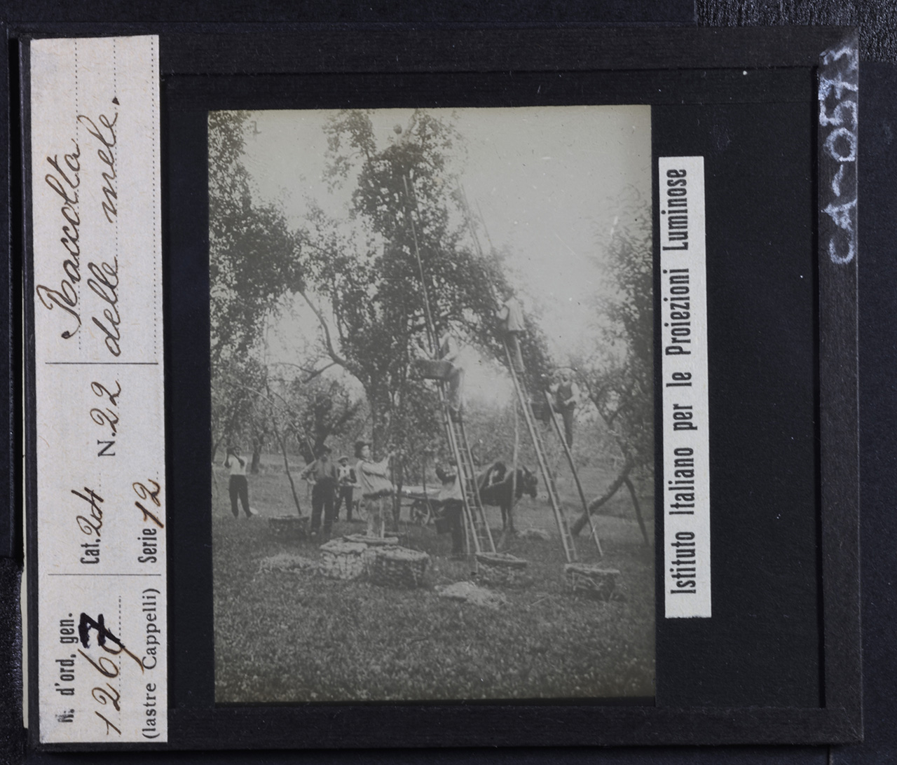 Persone - Agricoltori - Lavoratori agricoli (positivo) di Istituto Italiano per le Proiezioni Luminose (prima metà XX)