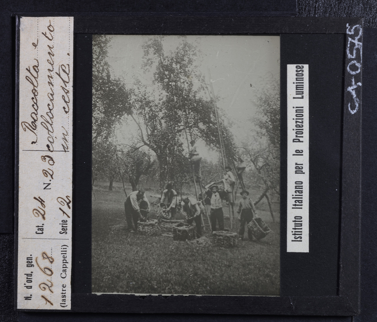 Persone - Agricoltori - Lavoratori agricoli (positivo) di Istituto Italiano per le Proiezioni Luminose (prima metà XX)