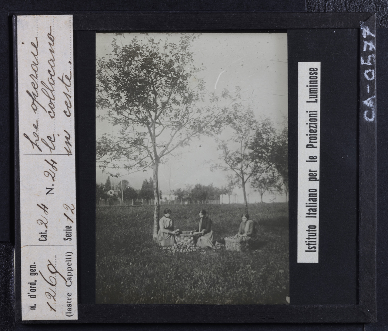 Agricoltura - Frutticoltura - Alberi da frutto - Meli - Raccolta (positivo) di Istituto Italiano per le Proiezioni Luminose (prima metà XX)