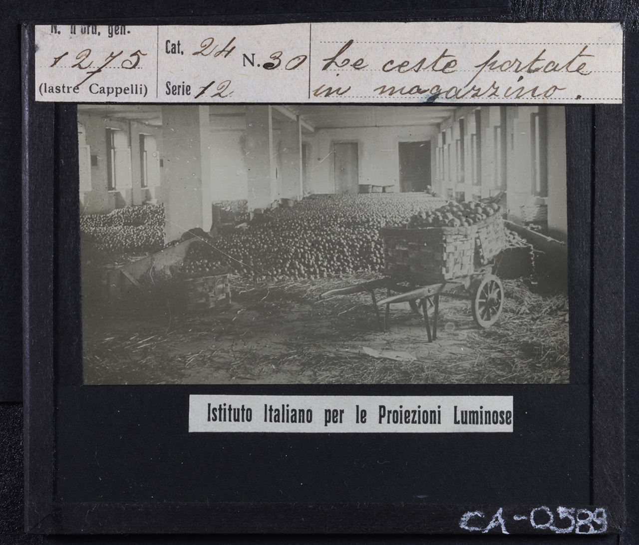 Frutticoltura - Frutta – Mele (positivo) di Istituto Italiano per le Proiezioni Luminose (prima metà XX)