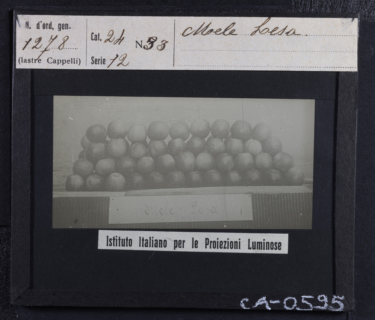 Frutticoltura - Aziende frutticole - Frutta - Mele - Mele Losa (positivo) di Istituto Italiano per le Proiezioni Luminose (prima metà XX)